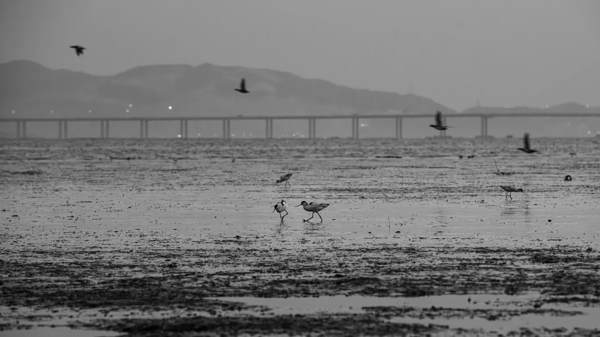 鸟群飞过灰色海面与远处桥梁