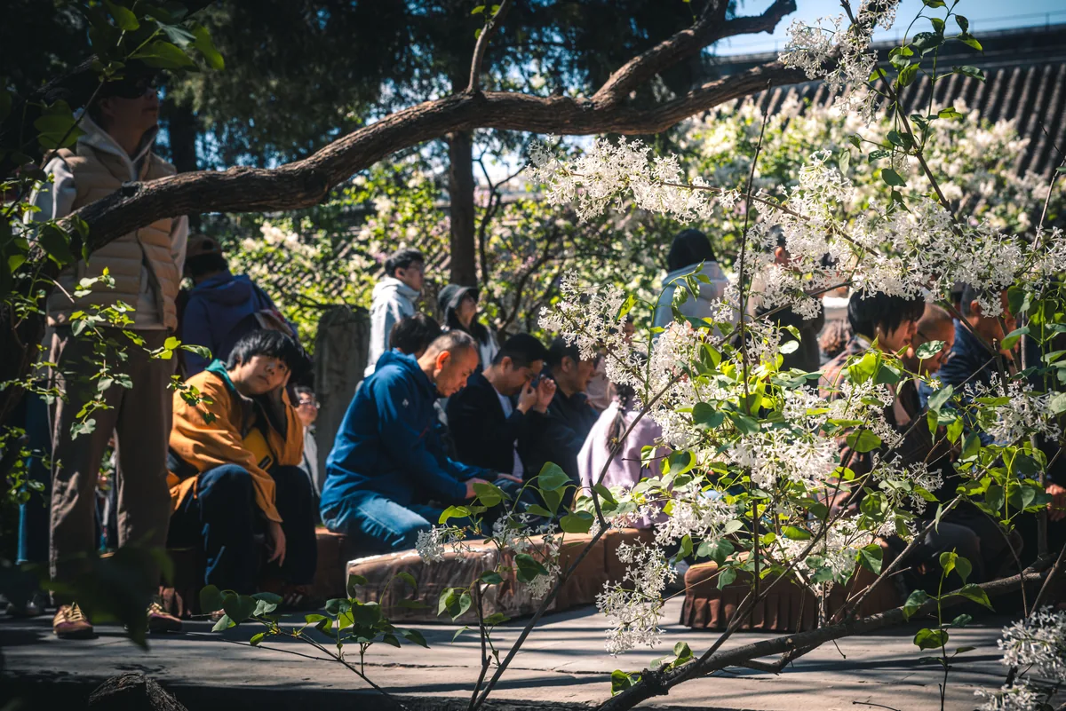 树荫下坐在庭院中的人们