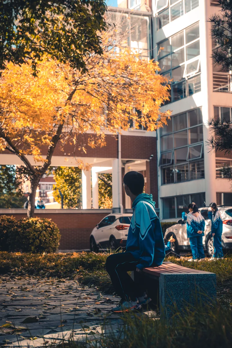 金黄树叶下的校园与行人