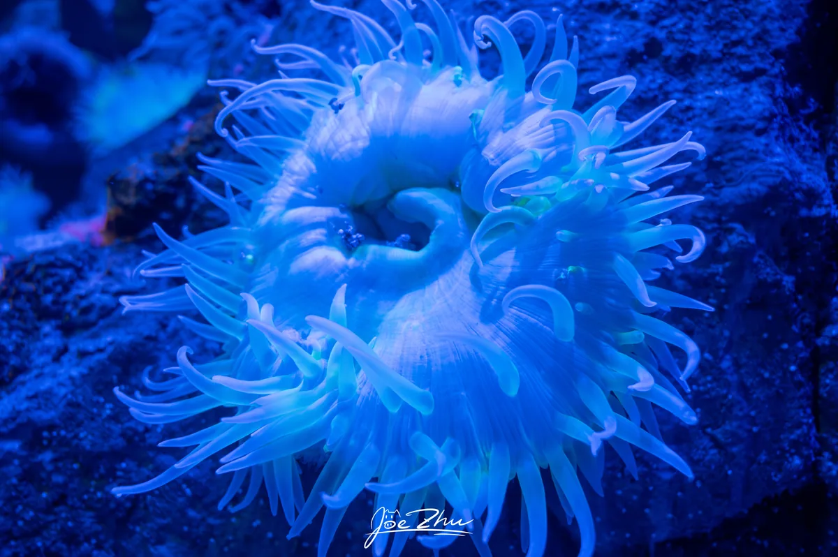 蓝色灯光下的海葵