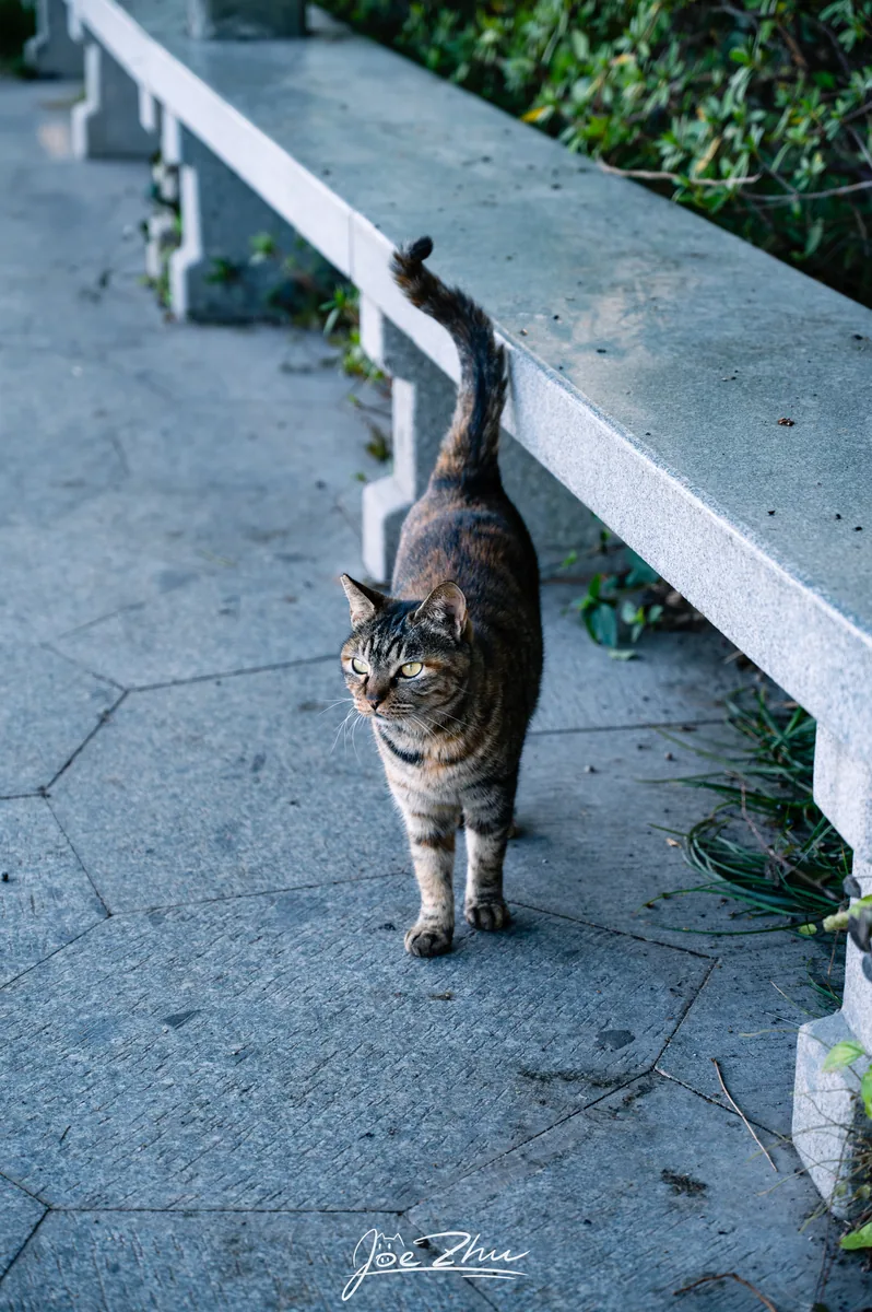 沿石栏行走的狸花猫