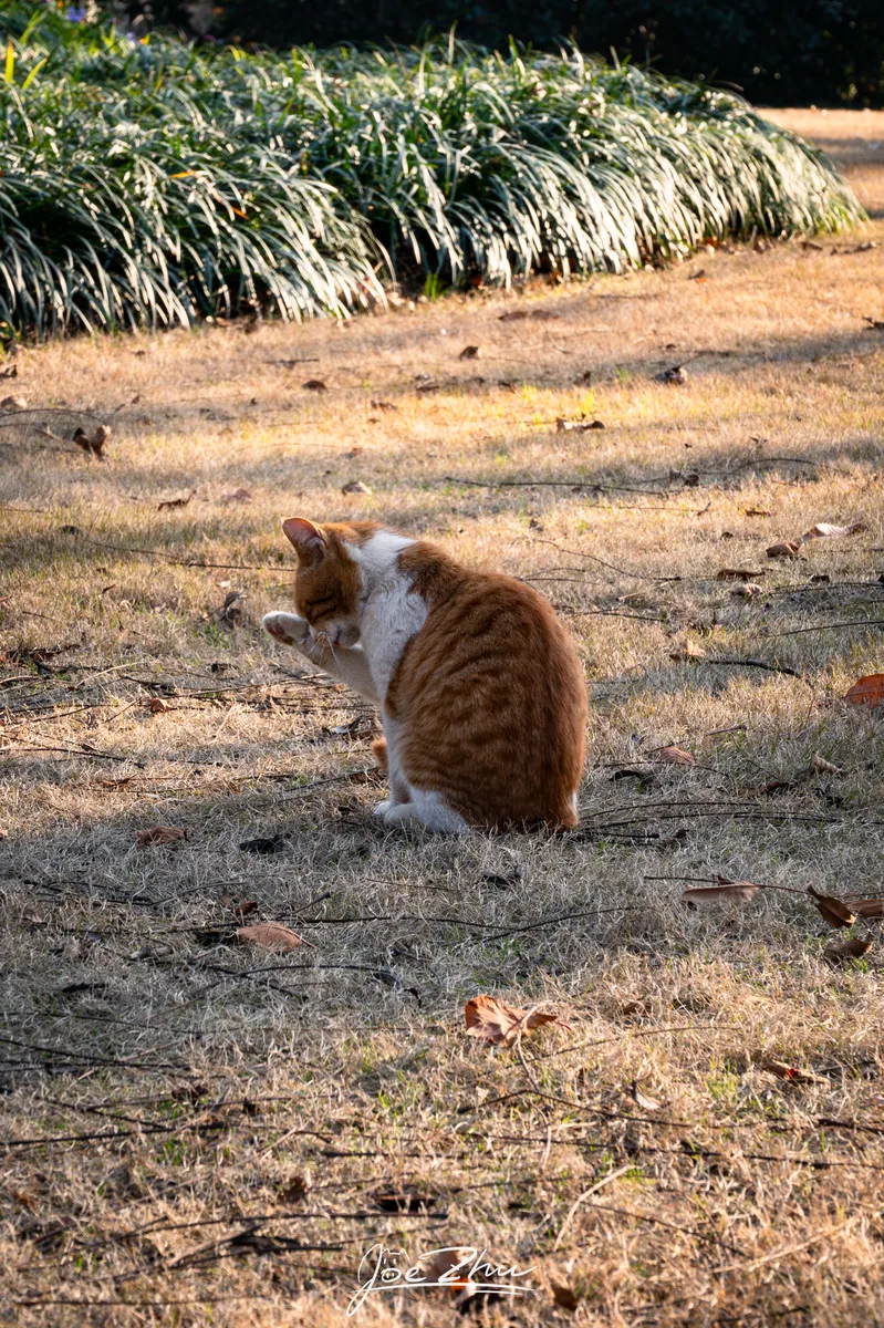 落叶地面上蹲坐的橘猫