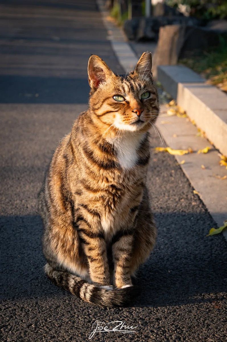 暖光中坐在路边的狸花猫
