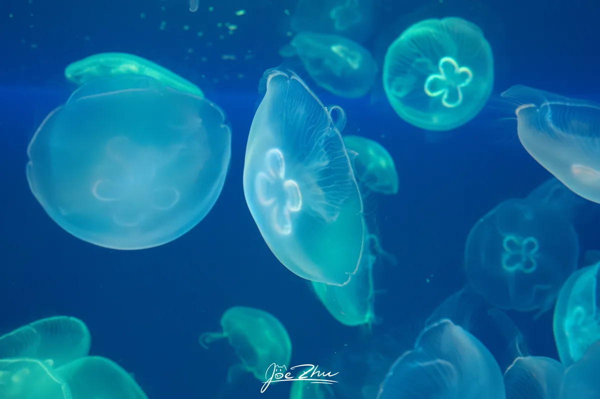 蓝绿色水中成群的水母