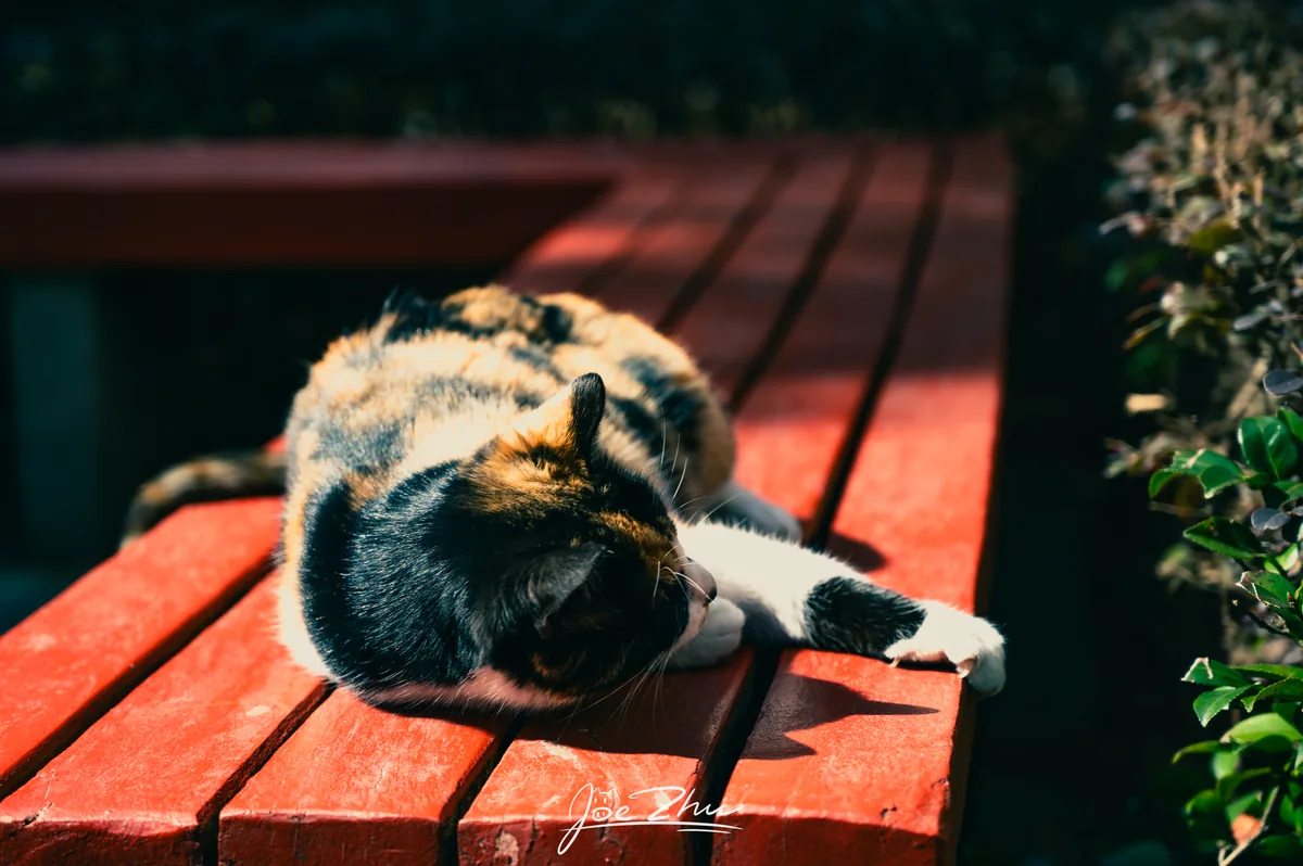 木椅上蜷卧的猫