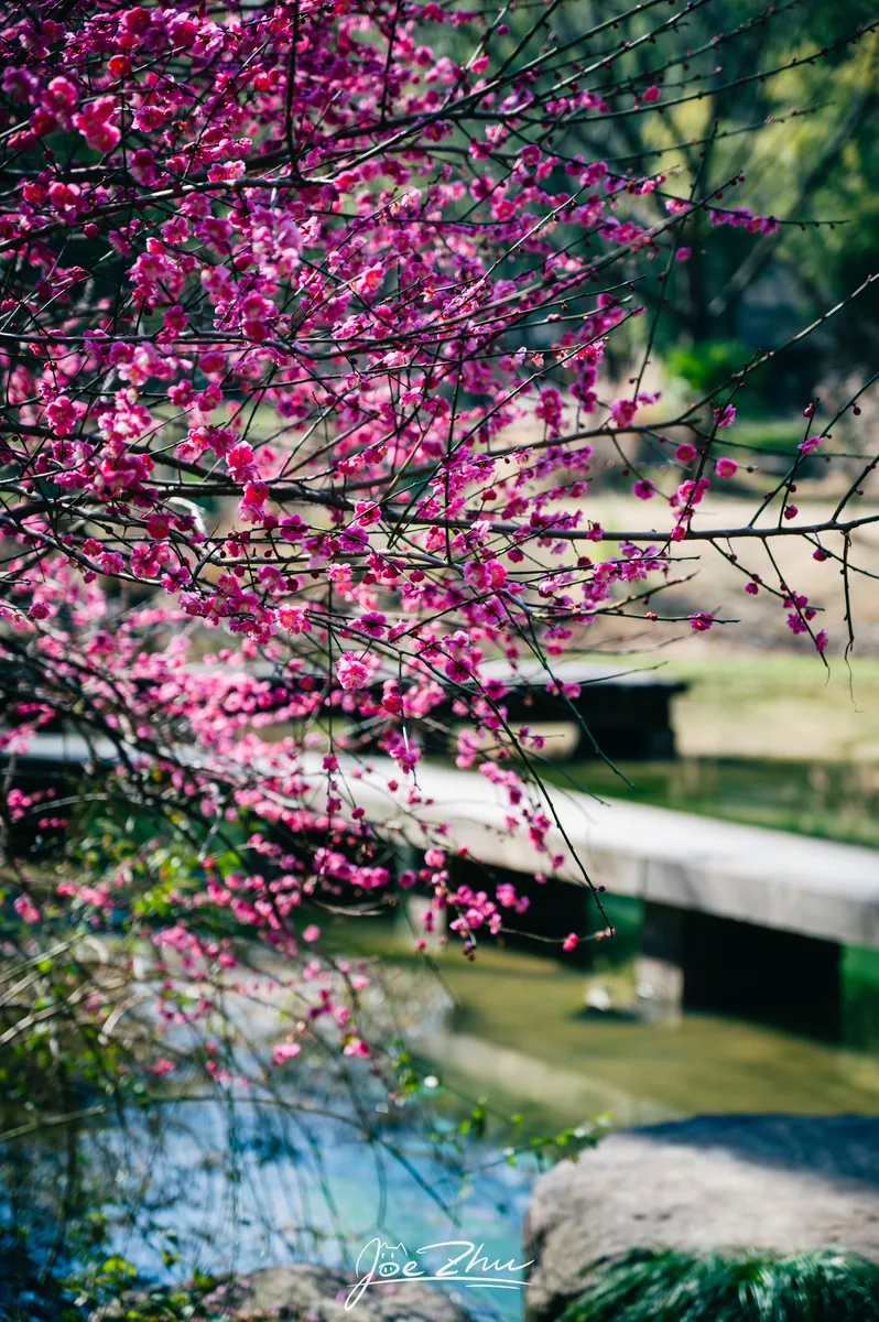 粉色花枝掩映的小桥
