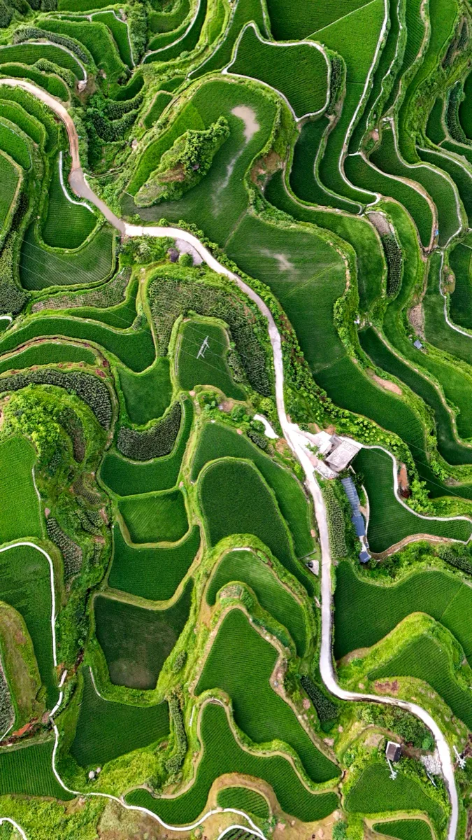 高空俯瞰绿色梯田形成层层曲线