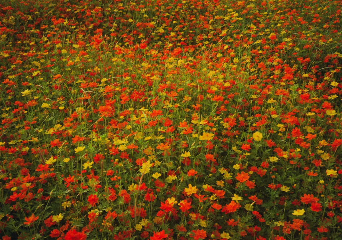 红黄两色波斯菊铺满画面的花海
